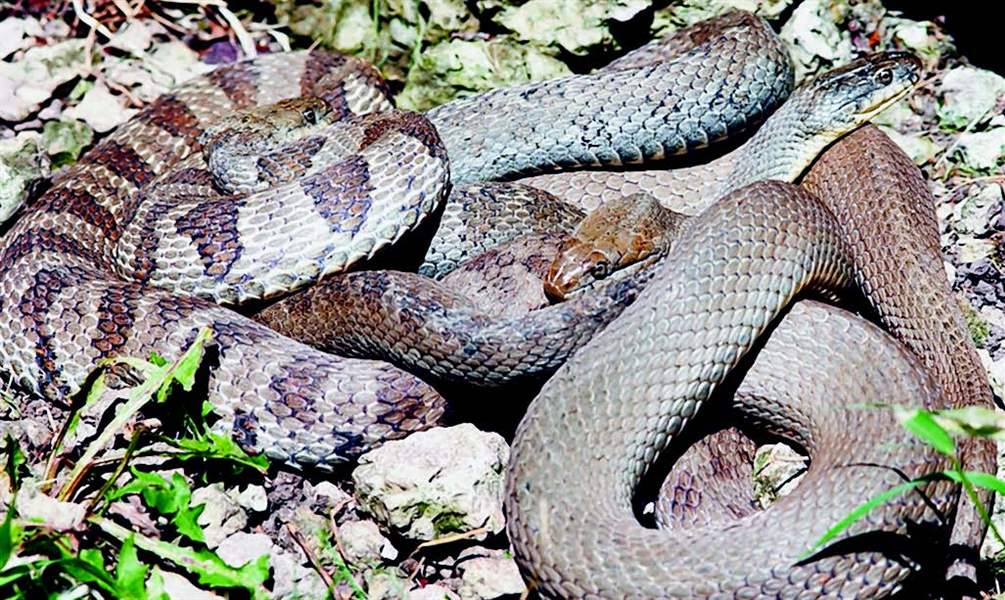 Lake Erie Watersnake a subspecies of Northern Watersnake found only on