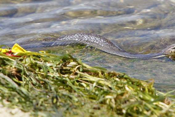 Snake-Lady-Watersnake-slithering