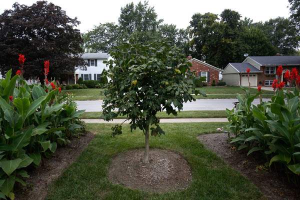In-the-front-yard-flanked-by-cannas-is-a-rose-chestnut-tree-he-purchased-from-the-Toledo-Botanical-Garden