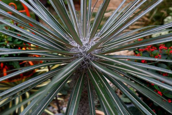 On-his-back-porch-is-a-Madagascar-palm