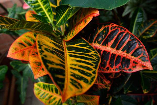 This-tropical-plant-is-a-croton