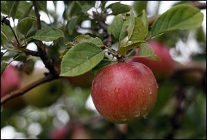 Volunteers will pick thousands of apples for the Seagate Foodbank at the Johnston Fruit Farm in Swanton from 10 a.m.-5 p.m. on Sept. 28. There will be games, crafts, music, and hayrides. 