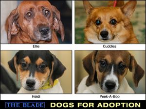 Lucas County Dogs for Adoption: 9-24