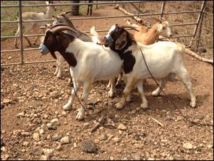 Two of the goats that were left behind by thieves, bound, and duct taped at the Kahuku Goats Farms on the island of Oahu in the county of Honolulu, Hawaii. 