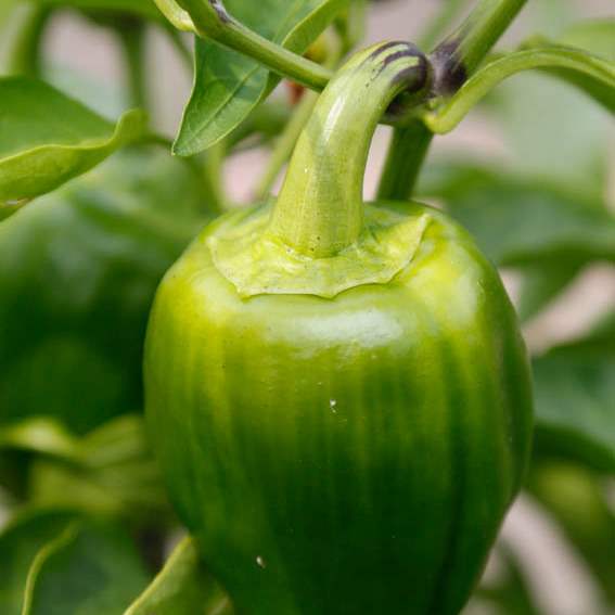 A-green-pepper