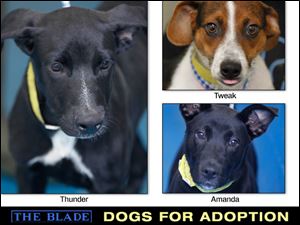 Lucas County Dogs for Adoption: 9-25