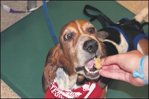Zoe is rewarded with a dog biscuit for being a good patient.