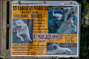 A missing-dog flyer was posted in January after Kathy Sutter reported that the dogo argentino had been stolen from her home in January.