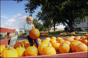 Avery Metroff, 2, of Sylvania picks a pumpkin at Gust Brothers. Area farmers say the pumpkin selection will be adequate this year.
