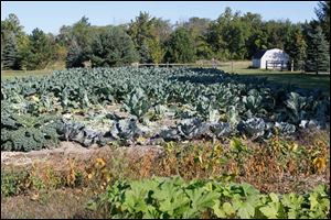 Kale, left, and three types of cauliflowers in one of David Moenter's three plots in rural Pemberville. 