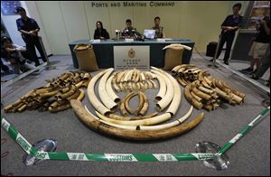 Elephant tusks are displayed after being confiscated by Hong Kong Customs in Hong Kong today.