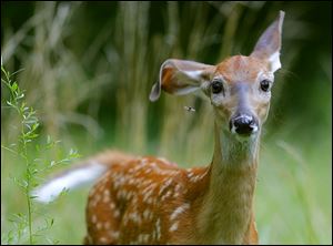 A whitetail deer fawn swats away a mosquito with an ear while foraging at one of the Metroparks.