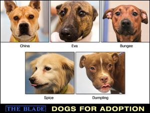 Lucas County Dogs for Adoption: Oct 8