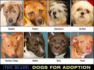 Lucas County Dogs for Adoption: 10-10