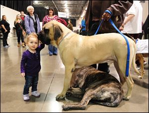 Seventeen-month-old Ariella Madgy of Hunting Woods, Mich., pets Mastiff Jordy, standing, and Bayli at the Detroit Dog show in January.