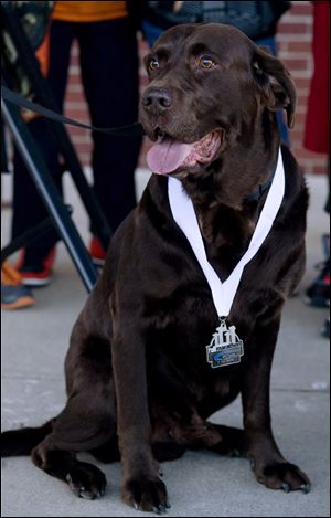 Boogie, a chocolate Labrador owned by Jerry Butts, outside the Downtown YMCA after he was awarded a medal for finishing Evansville Half Marathon in Evansville, Ind.