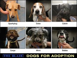 Lucas County Dogs for Adoption: 10-23