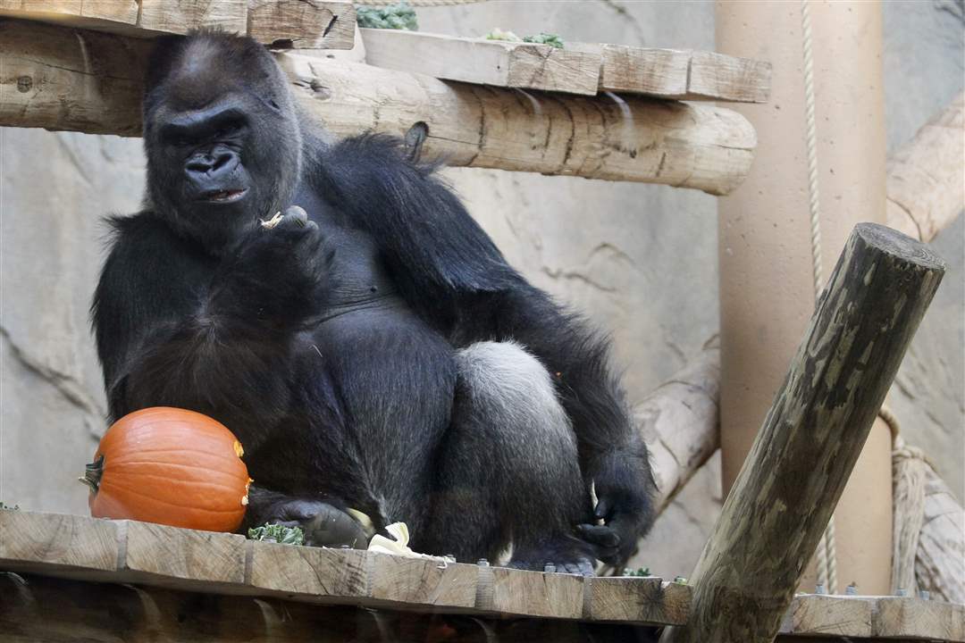 CTY-zoo28p-pumpkin