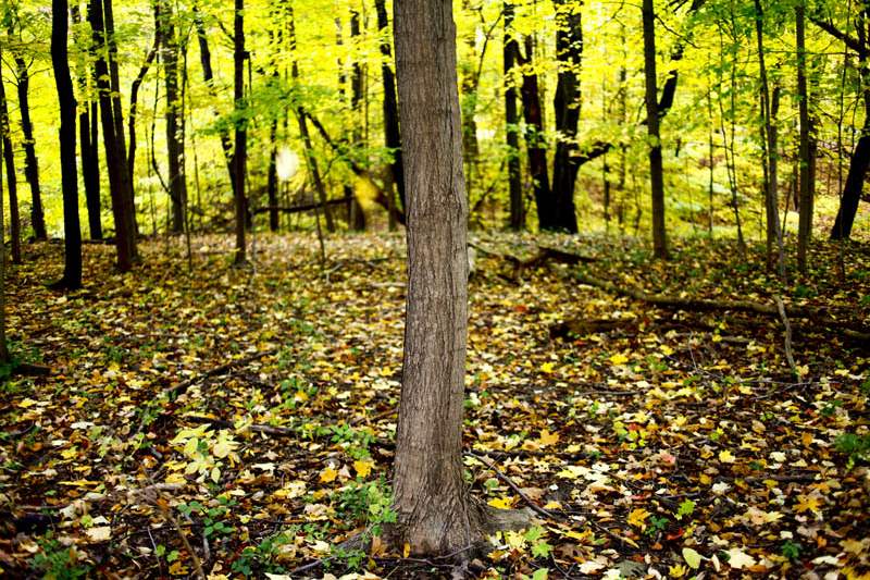 Fall-color-trees