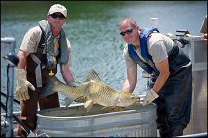 Employees from the Michigan Department of Natural Resources check grass carp they captured in Marrs Lake near Onsted, Mich. Grass carp have been confirmed in the Sandusky River.