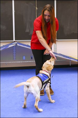 Waite High School senior Mariah Dombrowsky, 18, works with Kinsey, a female yellow Labrador retriever being trained as an assistance dog, at TPS’ Natural Science Technology Center.