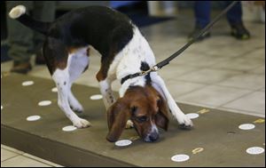 Elvis, a 2-year-old beagle, sniffs polar bear protein samples at Iron Heart Performance Dog Center in Shawnee, Kan. 