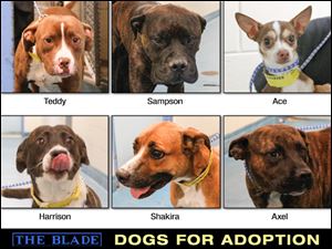 Lucas County Dogs for Adoption: 11-6