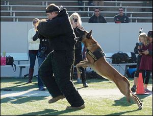 Security dog Sjors takes down a human decoy at the Texas K9 Officers Conference & Trials in Houston.  