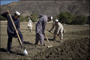 In this Tuesday, Nov. 12, 2013 photo, Afghan poppy farmers prepare the soil for their poppy seeds in fields in Cham Kalai village in Afghanistan's eastern Nangarhar province, a Taliban stronghold. Poppy cultivation in Nangarhar province, where Cham Kaai is located, jumped 400 percent in 2013. (AP Photo/Anja Niedringhaus)
