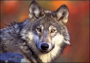 The gray wolf was nearly extinct in Michigan by 1960 and repopulated after being put on protected lists. Those safeguards have been removed. 