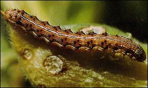 Helicoverpa caterpillar