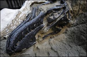 The jaw and skull of a nanotyrannus lancensis is displayed in New York.