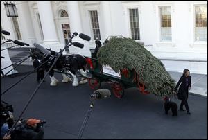 First lady Michelle Obama receives the Official White House Christmas Tree outside the North Portico of the White House.