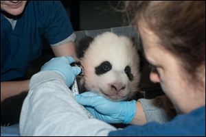 A newly named Giant Panda cub is measured Friday as it is about to turn 100 days old, at the Smithsonian National Zoo in Washington. The National Zoo announced today that it is naming its giant panda cub Bao Bao after receiving more than 123,000 votes from the public.