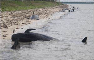 Pilot whales are stranded on a beach in a remote area of the western portion of Everglades National Park, Fla. Federal officials said some whales have died. 