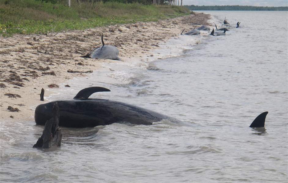 Beached-Whales-3