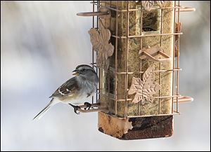 A sparrow visits a bird feeder at the W.W. Knight Nature Preserve in Perrysburg Township. Feeders are important for birds during the harsh Ohio winters.