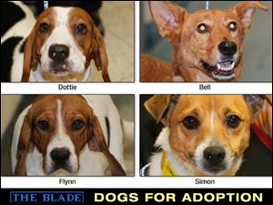 Lucas County Dogs for Adoption: 12-10