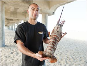 Joseph Ali, 27, of Huntington Beach shows off an 18 pound California spiny lobster he caught with his hands while free diving, without tanks, near the pier Monday. One of the lobster's spiny antennae broke off in the struggle to the surface. 