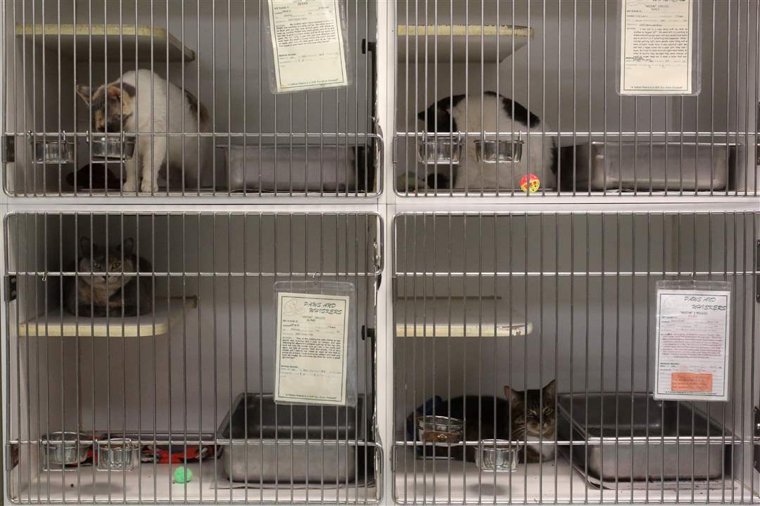 Paws-and-Whiskers-Cat-Shelter-12-15