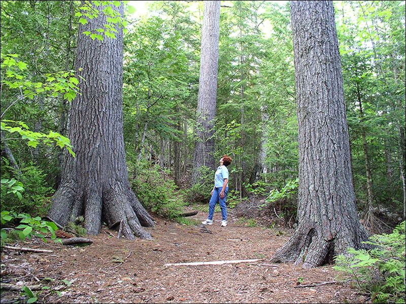 Estivant Pines — Upper Peninsula’s stairway to heaven Toledo Blade