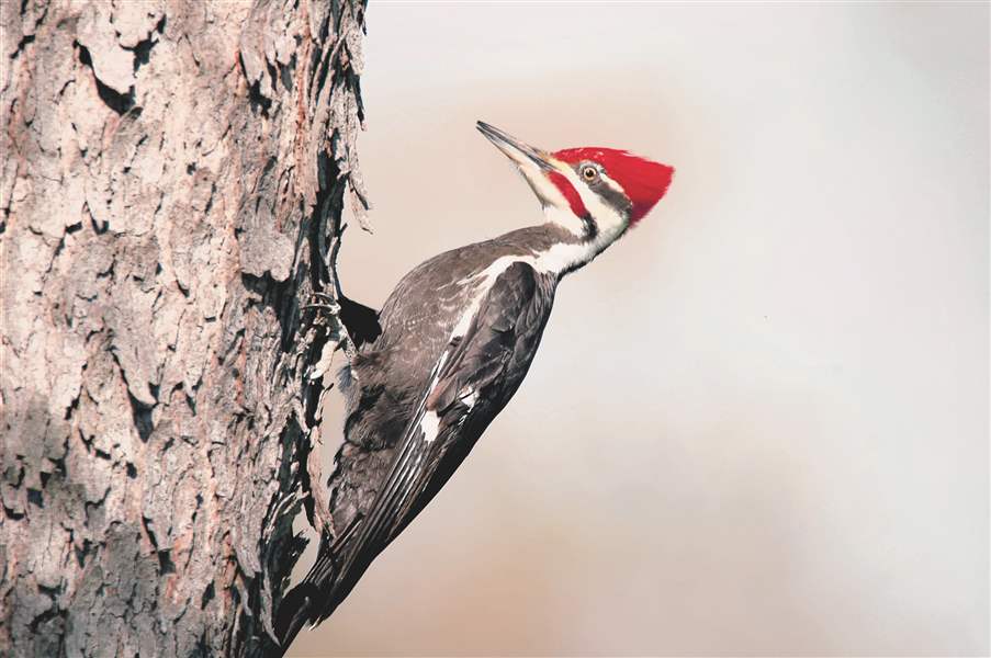Symbiotic relationship between owls, woodpeckers helps assess health