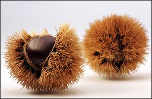 Chestnuts shed their prickly outer coverings, revealing a smooth nut. More than 100,000 pounds of chestnuts are harvested per year in Michigan and demand is high.