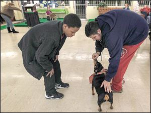 Alero Jones, 14, watches trainer Jay Barman teach Boomer how to sit during the PET Bull Project’s ‘Teacher’s Pet’ program, in which at-risk youth work with hard-to-adopt dogs in Toledo.