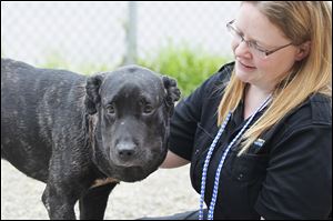 Princess P, seen here with Director of Lucas County Canine Care and Control Julie Lyle, was a dog picked up by the Lucas County Dog Warden's office with a severely embedded collar. She has had multiple surgeries and been on the mend thanks to Cutie's Fund.