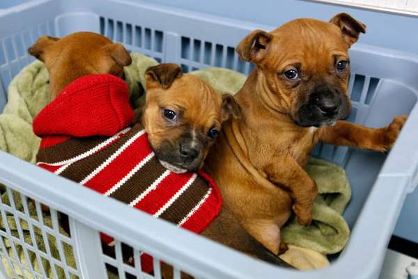 Three-puppies-found-abandoned-on-Christmas-night-huddle-in-a-basket