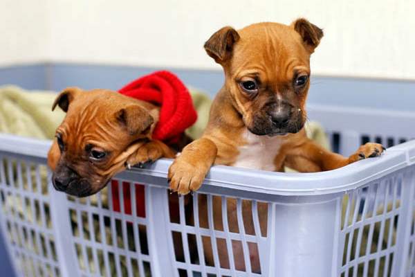 Two-of-three-puppies-found-abandoned-on-Christmas-night-peer-from-a-basket