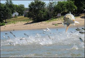 Asian carp jolted by an electric current from a research boat jump from the Illinois River near Havana, Ill., during a study on the species’ population in June, 2012.