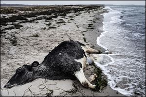 A carcass of a Holstein Dairy Cow lies, Wednesday, on the beach between Bisserup and Skaelskoer on the South Western part of the Island of Zealand in Denmark. 