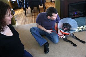 Michelle Wasy-lecki and Greg Lyons of North Toledo raised the more than $1,000 needed to help their 2-year-old ‘pit bull’-mix foster dog Ladybug have surgery to help her walk. Ladybug was born with her knees too high, causing her to tear her ACLs. It will be about eight weeks un-til she recovers from the sur-gery she under-went last week.